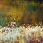 glenbow_deer_Waite_4369