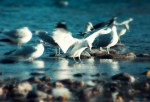 seagull, just landing, on the Bow River, Calgary Alberta